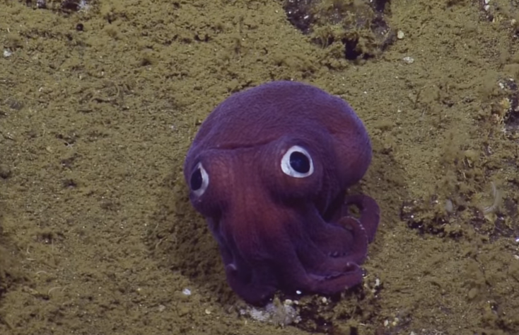 Круглый, яркий и глазастый. На огромной глубине ученые сняли моллюска, который больше похож на игрушку 1