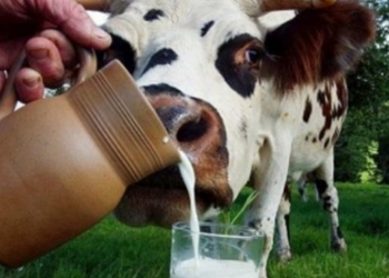 В 2017 году запустят проект по производству молока без участия коров