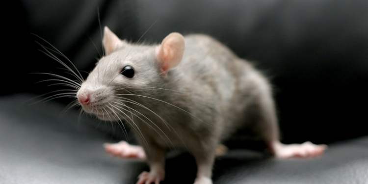 Мышь задержала рейс Air France на двое суток