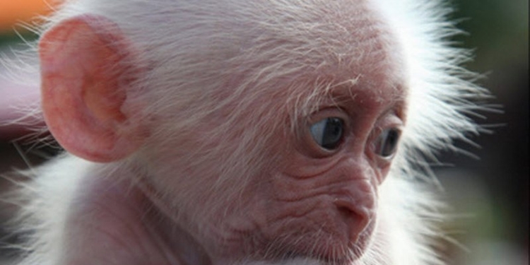 Приматы научились улыбаться 30 млн.лет назад – доказано детенышами японской макаки