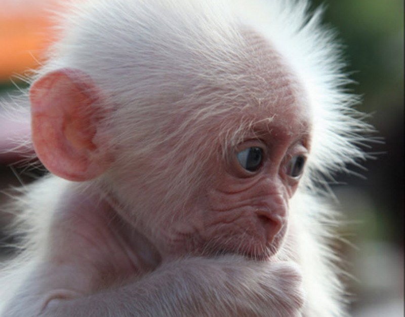 Приматы научились улыбаться 30 млн.лет назад - доказано детенышами японской макаки 1