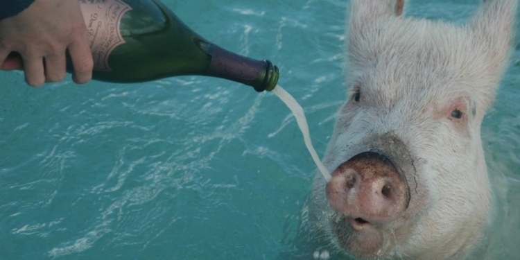 Кому чума, кому Багамы. Туристы едут на необитаемый остров, чтобы посмотреть на счастливых свиней