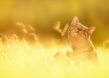 Погода на сегодня: в Украине без осадков, температура до +33