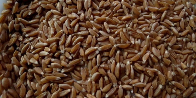 “Есть же мне давай вареную полбу”. А Балда был прав! Сегодня древняя культура может вытеснить пшеницу с украинских полей