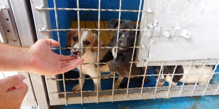 В Южноукраинске торжественно открыли приют для бездомных животных