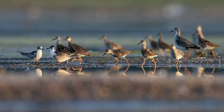 На Николаевщине пересчитали водных птиц Тилигульского лимана. Их оказалось 29 с половиной тысяч