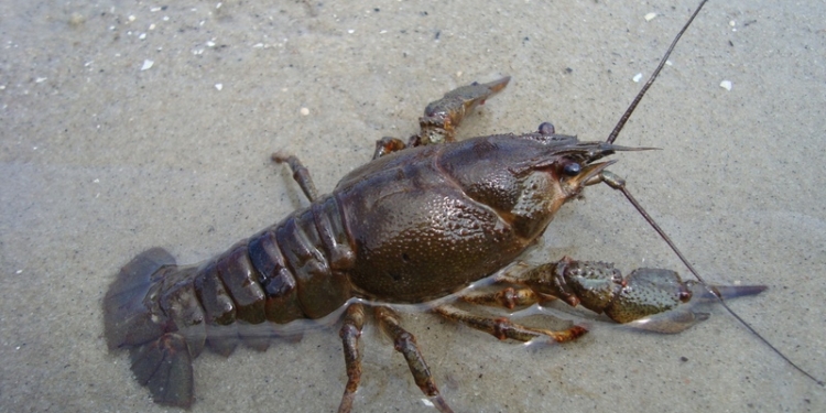 В Украине ввели запрет на ловлю раков до конца сентября