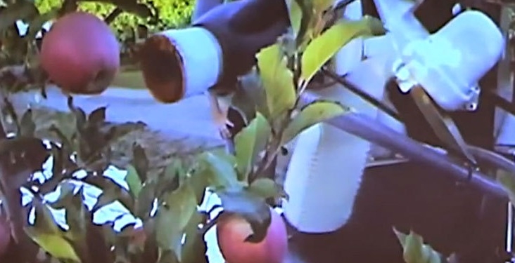 Он их находит и всасывает! Ученые создали робота-сборщика яблок