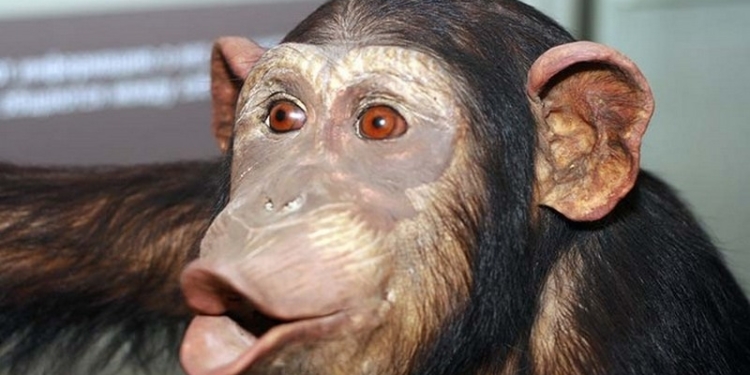 18 лет помнить добро – это про шимпанзе