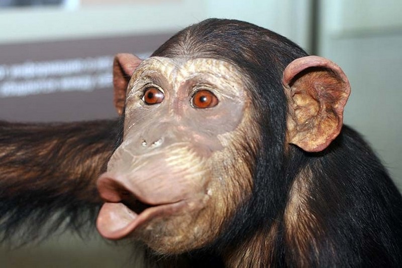 18 лет помнить добро - это про шимпанзе 1