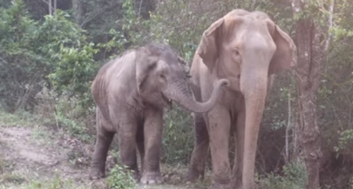 Вечная любовь и зов крови. Слоненка продали в рабство, но и через  3 года они с матерью узнали друг друга