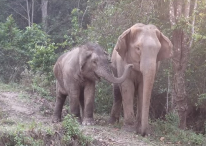 В Китае спасали слонов при помощи экскаватора 1