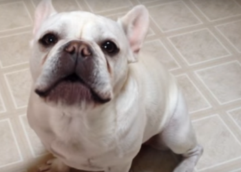 Французский бульдог жаловался на жизнь, пока не добился утешения. Но от кого?