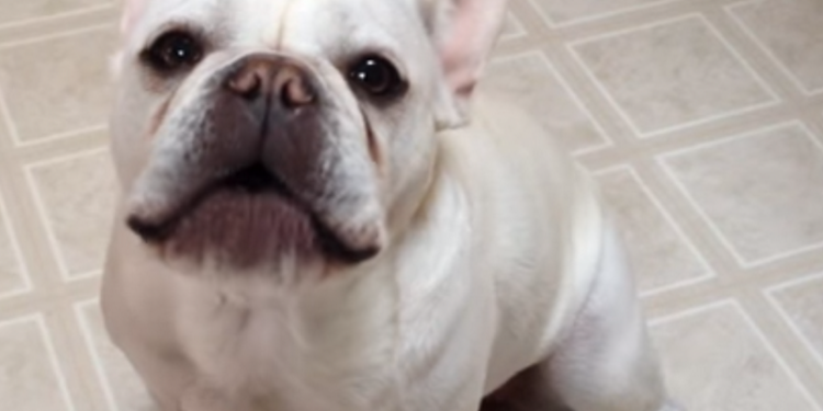 Французский бульдог жаловался на жизнь, пока не добился утешения. Но от кого?