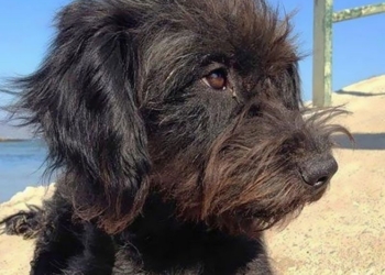 Бродячая собака спасла девушку от насильников на пляже и была вознаграждена