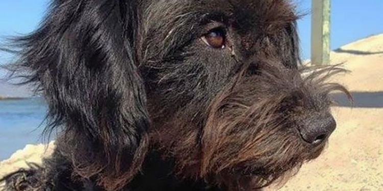 Бродячая собака спасла девушку от насильников на пляже и была вознаграждена