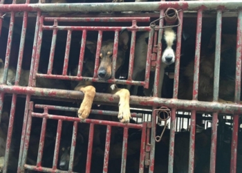 В Китае добрые люди отбили 300 собак, которых везли на рынок мяса