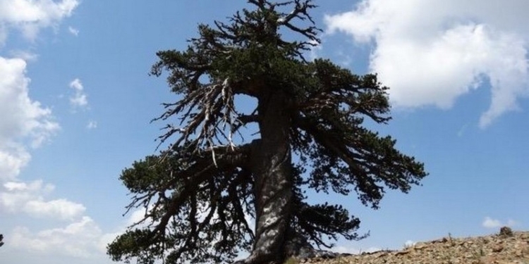 Самое древнее дерево Европы растет в Греции