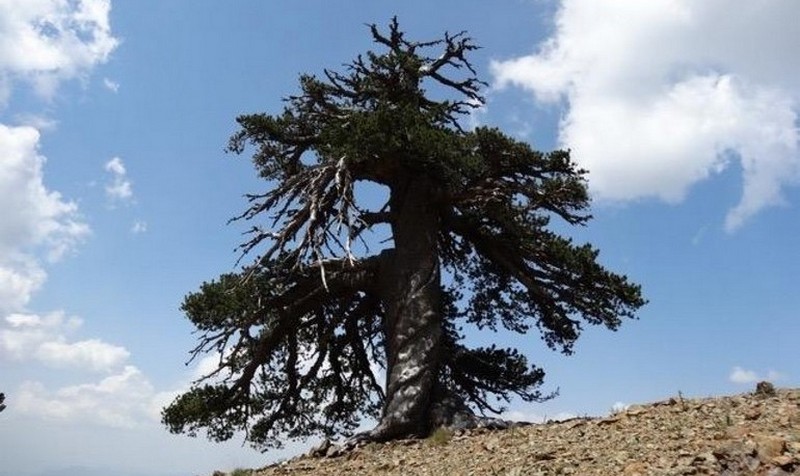 Самое древнее дерево Европы растет в Греции 1