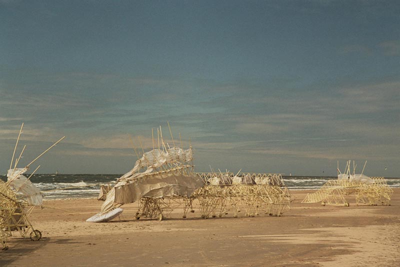«Пляжные звери» Тео Янсена: загадочные механизмы кинетического скульптора 3
