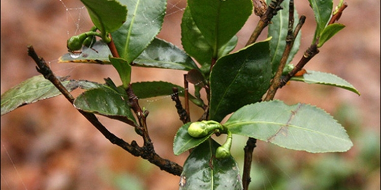 В Украине восстанавливают самую северную чайную плантацию в мире