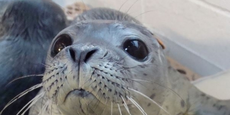 Жить захочешь, еще не то сделаешь: тюлень, спасавшийся от голодных китов, запрыгнул в лодку туристов