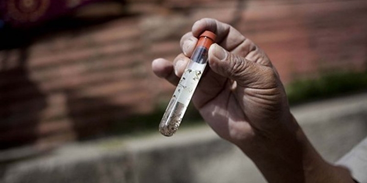 Ученые проверили работу вакцины от вируса Зика на обезьянах