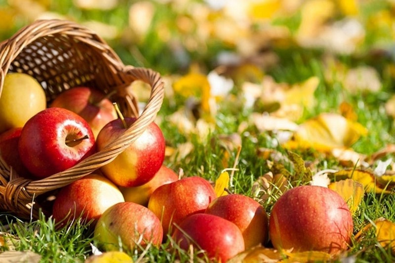 Вы любите яблоки? Для вас плохие новости: в этом году худший урожай за 10 лет 3