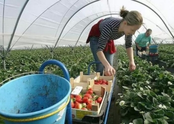 В Польше с 2017 года меняют правила трудоустройства украинцев