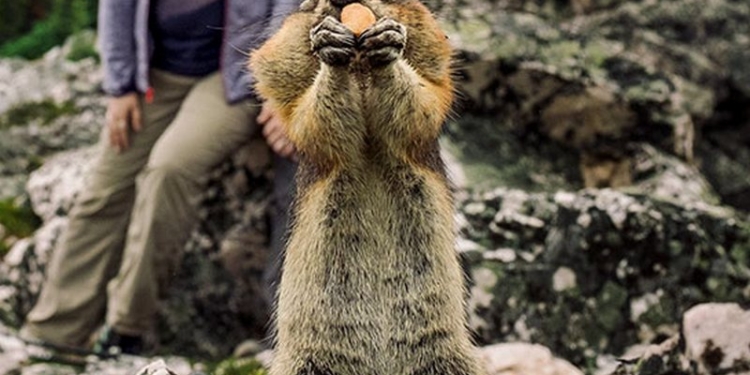 Канадские влюбленные хотели атмосферных фото в горах. Но белка все испортила