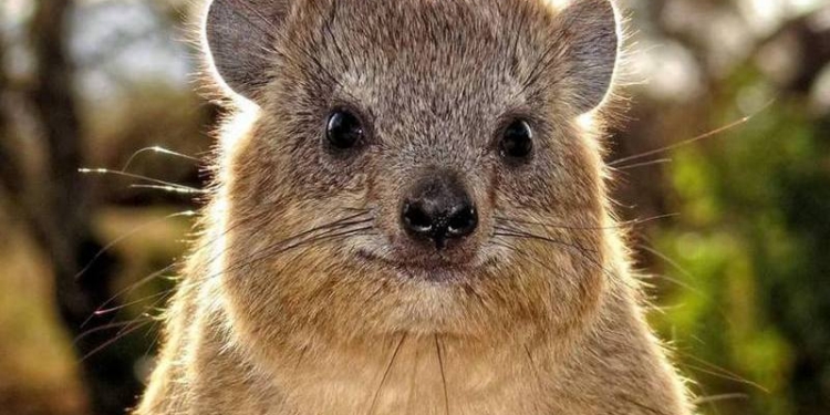 В Николаевском зоопарке появилась своя Муля