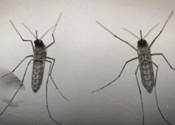 В США выявлен первый случай передачи вируса Зика от человека без симптомов