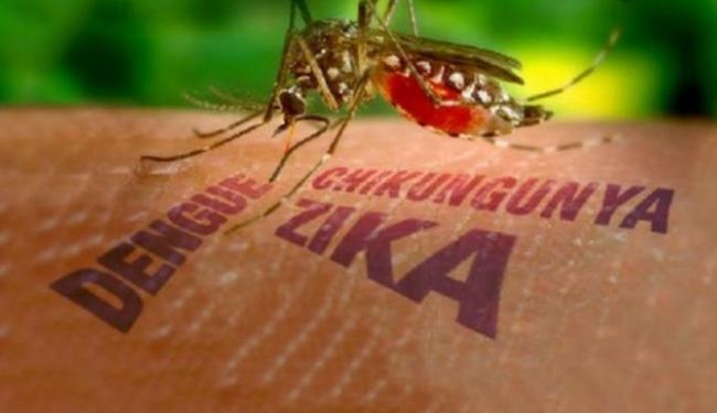 Уже рядом. В Польше зафиксированы первые случаи вируса Зика