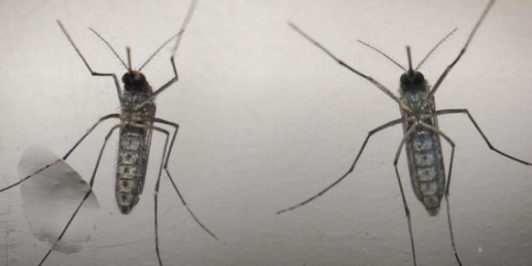 В США выявлен первый случай передачи вируса Зика от человека без симптомов