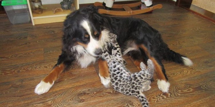 В Николаевском зоопарке брошенного матерью детеныша ягуара воспитывает собака