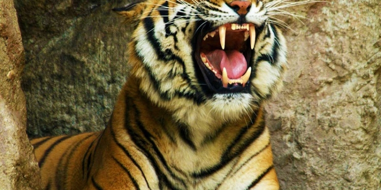 Тигр-гаишник? Оторвал номера, напугал туристов и был таков