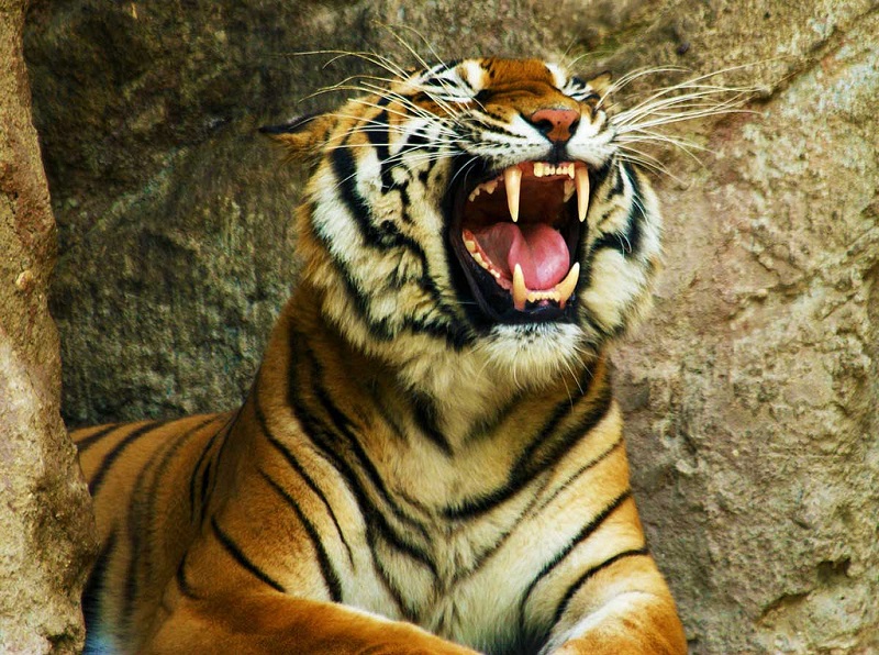 Сотрудник Николаевского зоопарка бросился в клетку с тиграми – ему принесли повестку в военкомат 2