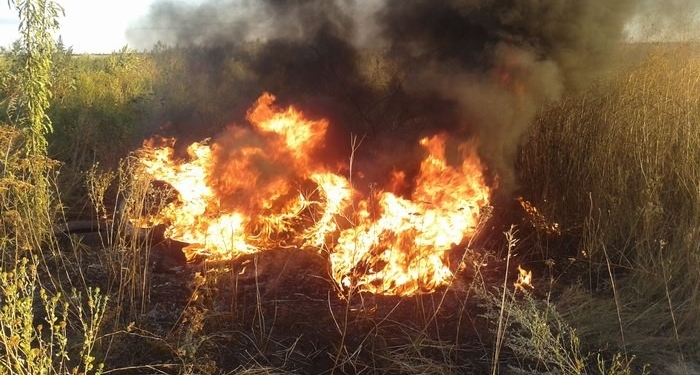 Опять АЧС? На Николаевщине у с.Пески обнаружен труп свиньи (18+)