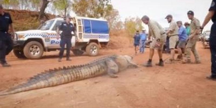 В Австралии поймали аллигатора-убийцу длиной почти 5 метров