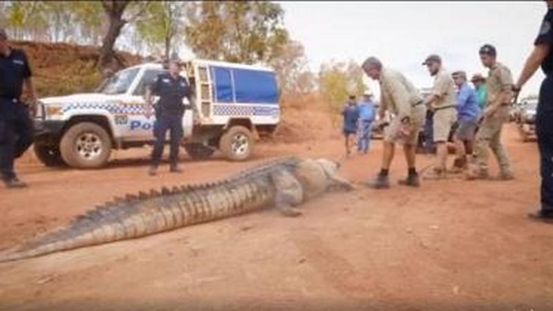 В Австралии поймали аллигатора-убийцу длиной почти 5 метров 1
