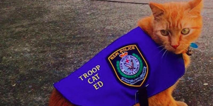 И форма есть: в Австралии кот теперь работает в полиции