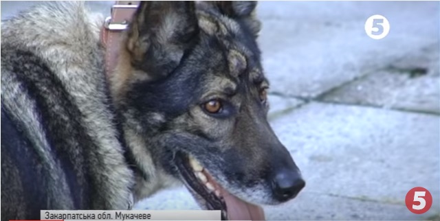 В Украине определят самого умного пса, служащего в Нацполиции 1