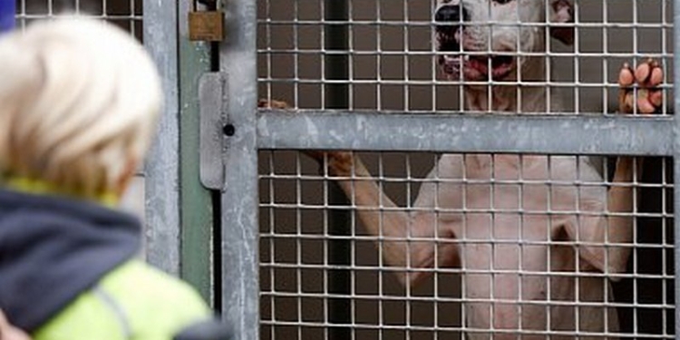 В канадском Монреале запретили питбультерьеров