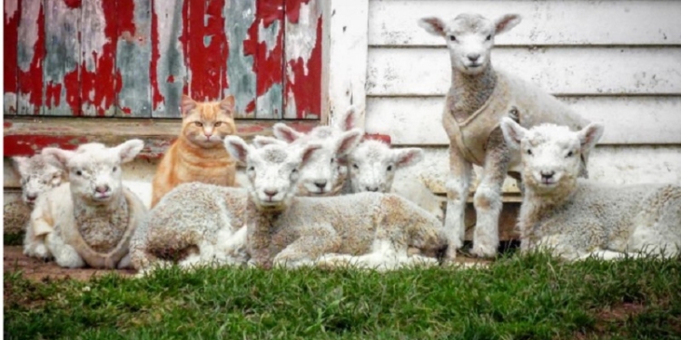 Когда есть харизма: кот Стив возглавил отару ягнят в Новой Зеландии