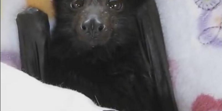 Летучий мышонок может быть милым. Когда ест банановый смузи