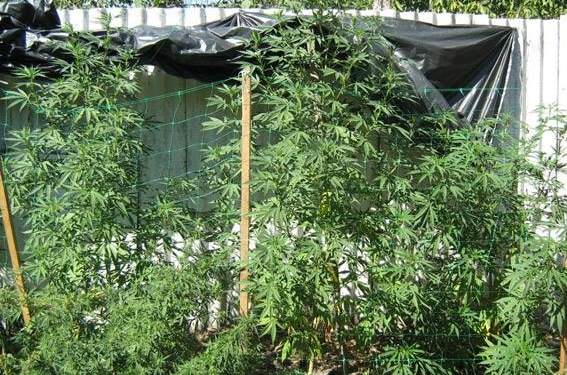 В Братском правоохранители «сняли» урожайчик конопли: чуть более 20 кустов и 100 г высушенной