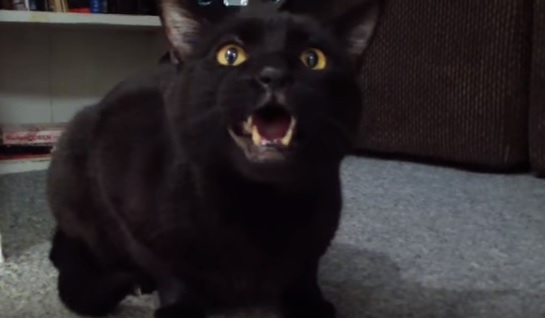 Просыпаемся вместе. Этот кот – настоящий оперный певец!