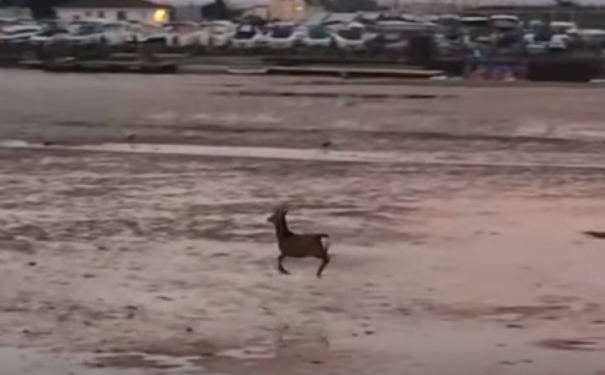 Прыгающий олень на морском берегу на закате дня. И никакой осенней дипрессии