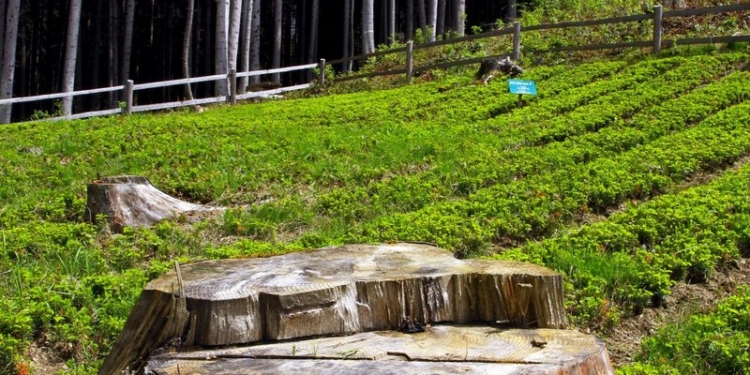 Минприроды Украины подготовило новую редакцию Cанитарных правил леса