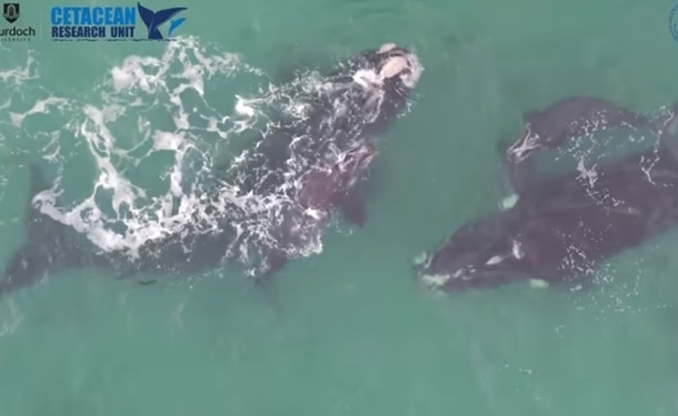 Как они общаются? Ученые показали редкие кадры с белыми китами